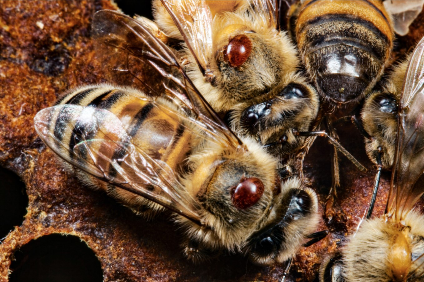 Varroa Mites on Bees, Photo Courtesy of Mark Moffett/Minden Pictures, Accessed 2022